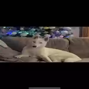 lost female dog confetti