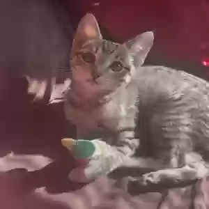 lost female cat chleo