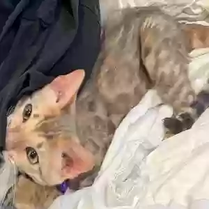 lost female cat coco
