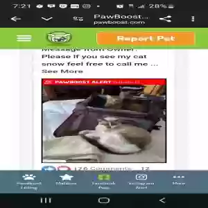 lost male cat snow