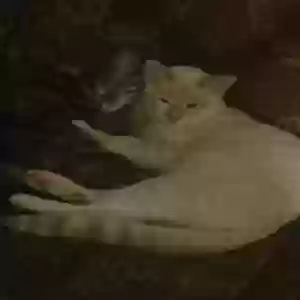 lost male cat kai