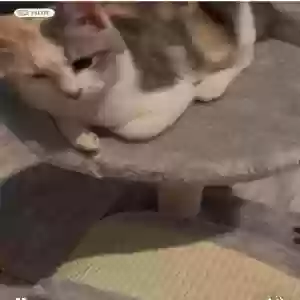 lost female cat unknown
