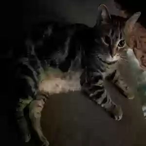 lost female cat shadow