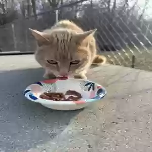 found unknown cat unknown