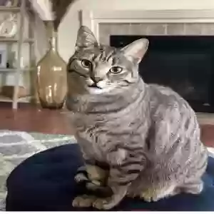 lost female cat sparkle