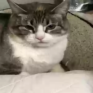 lost female cat ollie