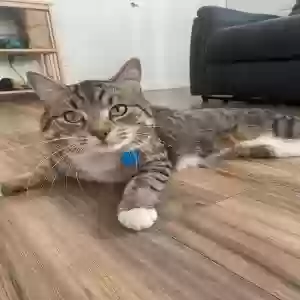 lost male cat suge