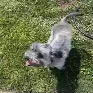 lost female dog patitas
