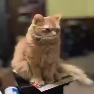lost male cat unknown