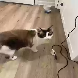 lost male cat bruce