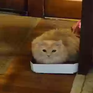 lost male cat henry