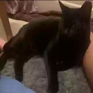 lost female cat binx