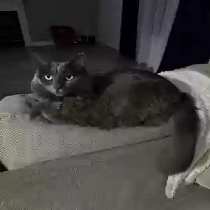 lost female cat meadow