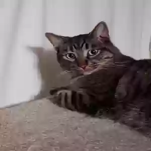 lost male cat joey