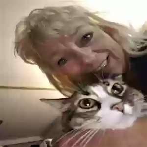 lost female cat kelly