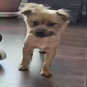 lost male dog charlie
