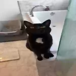 lost female cat sabrina