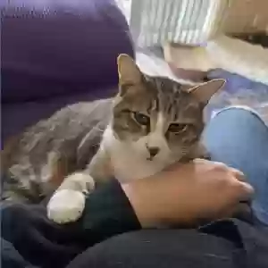 lost male cat unknown