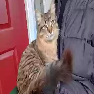 lost female cat angel