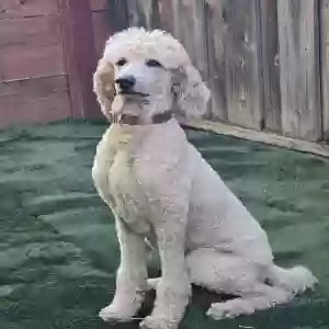 lost female dog lulu