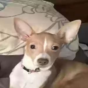 lost female dog puppy