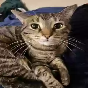 lost male cat theo(dore)