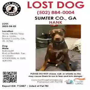 lost male dog hank