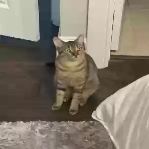 lost male cat unknown