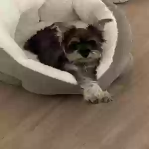 lost female dog unknown