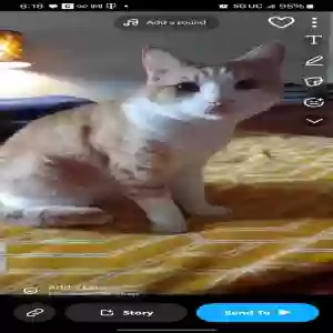 lost male cat sunny