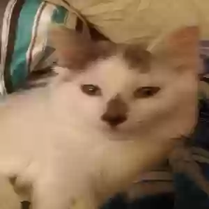 lost female cat minnie
