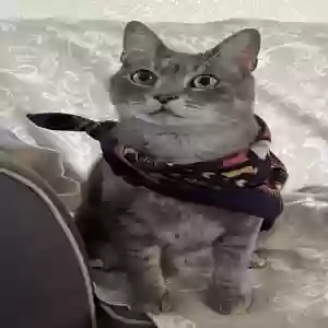 lost male cat sammy