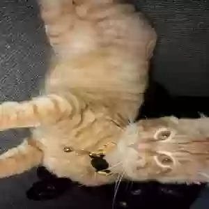 lost male cat simba