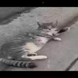 lost female cat nani