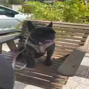 lost male dog goose