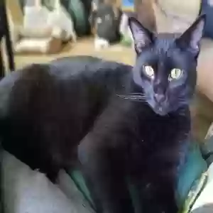 lost female cat po'akolu / po