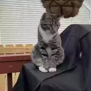 lost male cat anubis