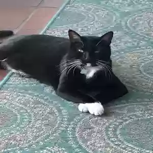 lost male cat unknown
