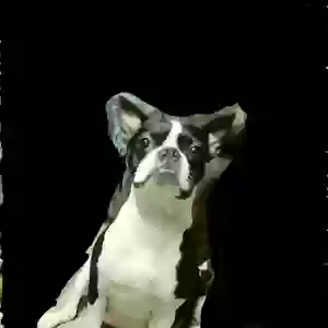 lost female dog cassie