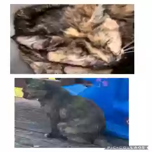 lost female cat marley