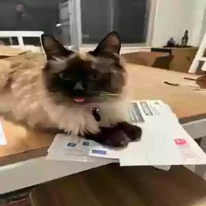 lost female cat nikki