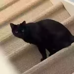 lost male cat anakin