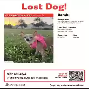 lost female dog bambi