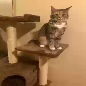 lost female cat daisy