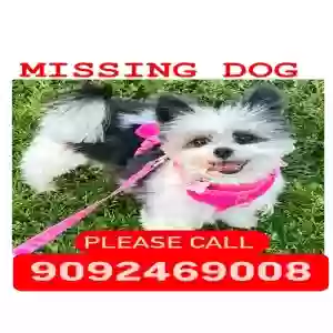 lost female dog cleo