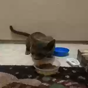 found male cat unknown