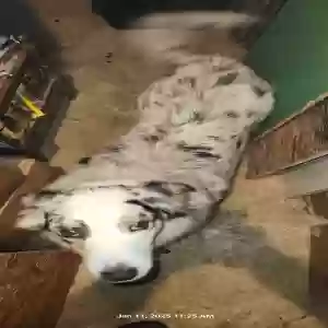 lost female dog lady