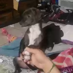 lost female dog luna