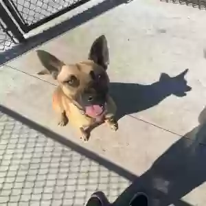 lost male dog ranger