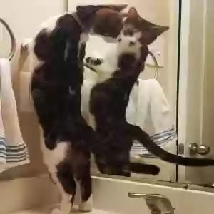 lost female cat belle